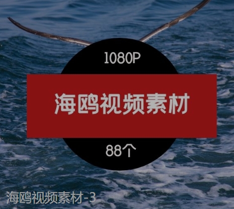 海鸥视频素材-3-十一网创