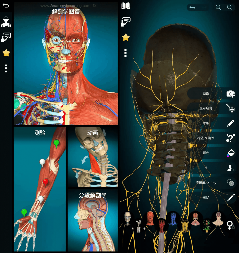AnatomyLearning3D解剖学图谱v3.1.467医学生必备学习专业软件高级版-十一网创